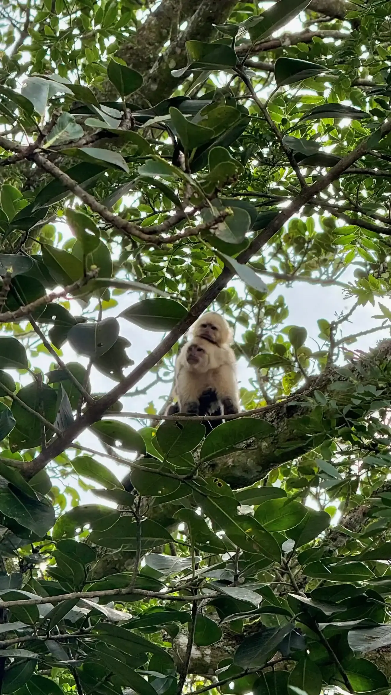 Monos carablanca en los árboles cercanos a los domos