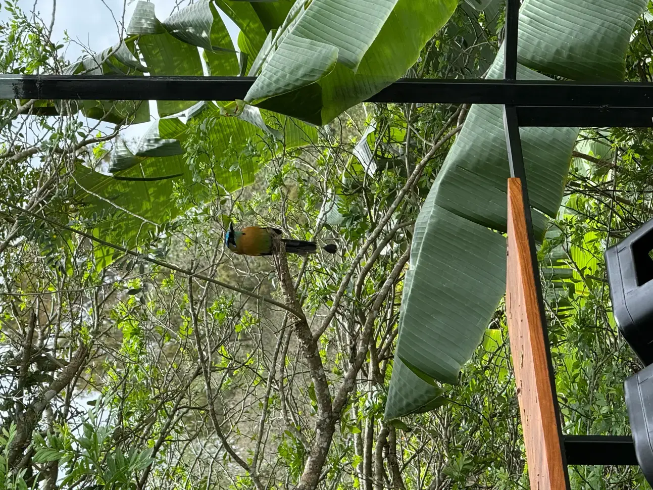 Ave observada desde la terraza entre la vegetación