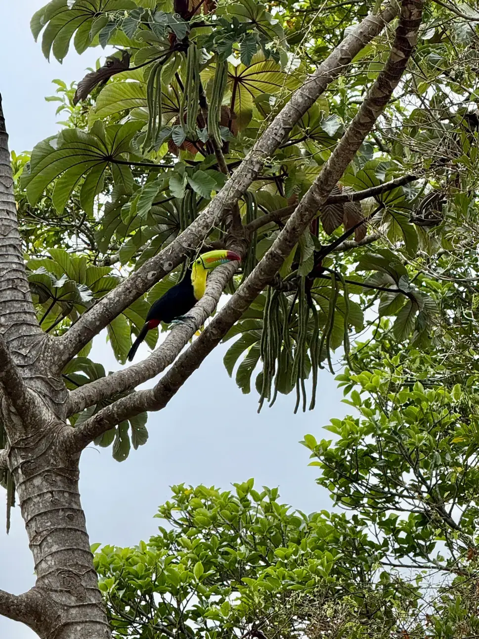 Tucán entre los árboles de Monteverde