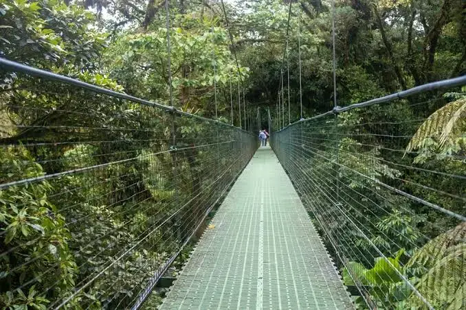 Treetopia Park